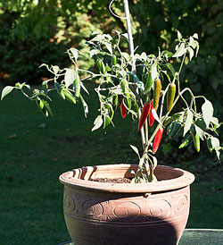 potted serrano pepper.jpg